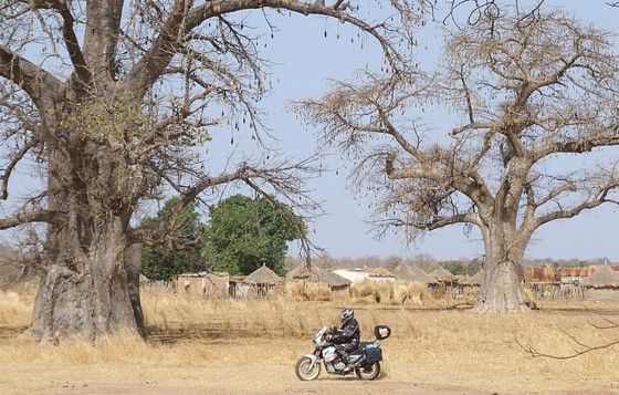 Jawa 650 Dakar mezi baobaby